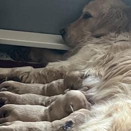 Golden Retrievers from Crimson Sky Goldens