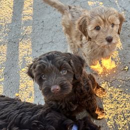 Australian Labradoodle Puppies from Sun Canyon Australian Labradoodles