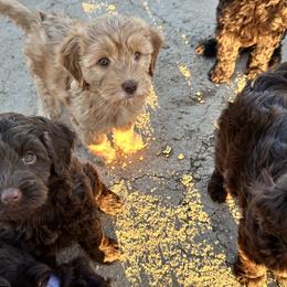 Australian Labradoodle Puppies from Sun Canyon Australian Labradoodles