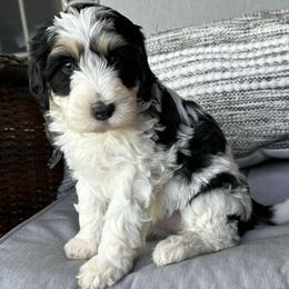 Rachel - Black and white female Bernedoodle puppy in Oologah, Oklahoma from Timber Hills Poodles and Doodles