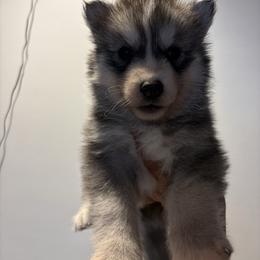 Boy 4 - Black tan and white male Siberian Husky puppy in Pelham, Alabama from Tails & Belles Dog Breeding