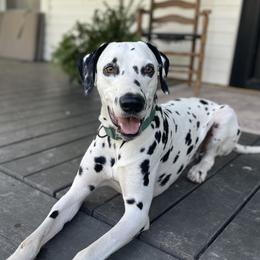 CC - Dalmatian