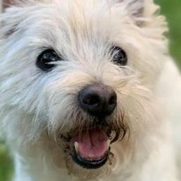 Border Collies and West Highland White Terriers from Lysiane Huber