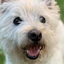 Border Collies and West Highland White Terriers from Lysiane Huber