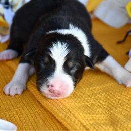 Flower - Black tri-color female Australian Shepherd puppy in Kirksville, Missouri from BellSharps Australian Shepherds