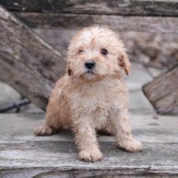 Kit - Cream male Whoodle puppy in West Bend, Iowa from Blue Skies Terriers
