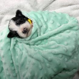 Sunny (yellow) - Parti male Miniature Schnauzer puppy in Sevierville, Tennessee from A&J Miniature Schnauzers