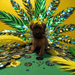 Yellow - Brown female Whoodle puppy in Haughton, Louisiana from Bailey’s Cajun Canines