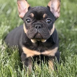 Reagan - Black and tan female French Bulldog puppy in Claycomo, Missouri from Clay Acres Frenchies