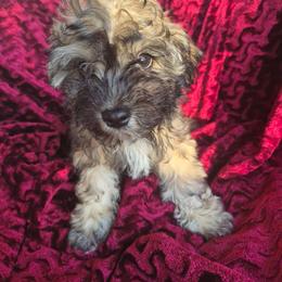 Cloudy - male Companion Cross puppy in Richmond, Texas from Marcia Hamlet