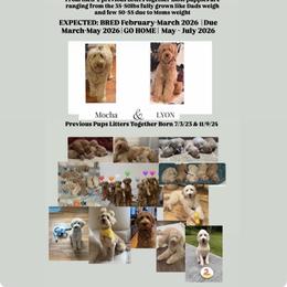 3rd pick RESERVED TO Parisi Family - Apricot female Goldendoodle puppy in Brooklyn, New York from Lyon and Luna Goldendoodles Bernedoodles