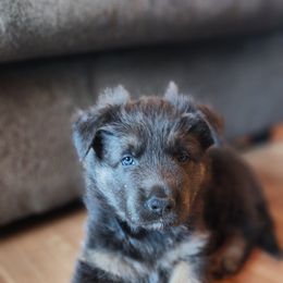 German Shepherd Puppies from Stormy Knight German Shepherds