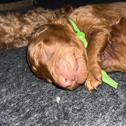 Green - Red  male Poodle puppy in Keedysville, Maryland from Sunshine Red Standard Poodles