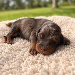 Polly - Brown female Bernedoodle puppy in Travelers Rest, South Carolina from Bernedoodle.do