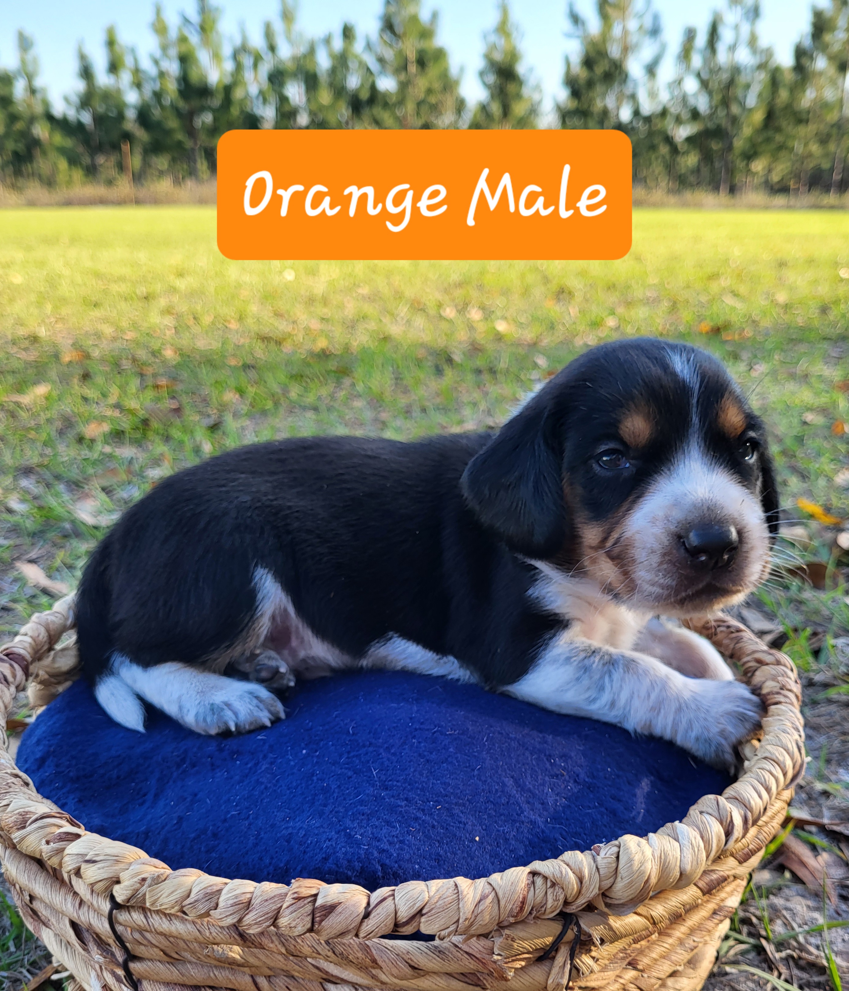 Beagle Puppies from Pridgeon Beagles