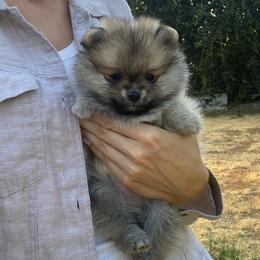 Smokey - Wolf sable male Pomeranian puppy in Citrus Heights, California from Yev and Marina's Pomeranians (AKC)