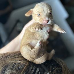 Dachshund Puppies from Dash of Love