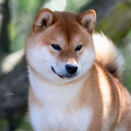 Shiba Inu from Ranchlake Shiba Inu