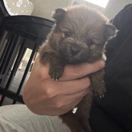 Grizzly Bear - Red sable male Pomeranian puppy in Cheektowaga, New York from Luxe Legacy Pomeranians