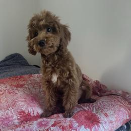 Charlie - Red  male Poodle puppy in Waukegan, Illinois from LaPoodles
