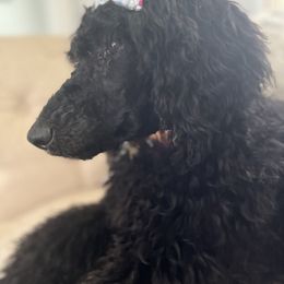 Miniature Schnauzer and Poodle All Grown Up from Bewitching Kennels