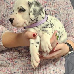 Girl 2 Lavender - White and black female Dalmatian puppy in Nelsonville, Ohio from Woofter Dalmatians