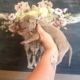 Meatball - Brindle male Great Dane puppy in Lehigh Acres, Florida from Florida Wrinkles