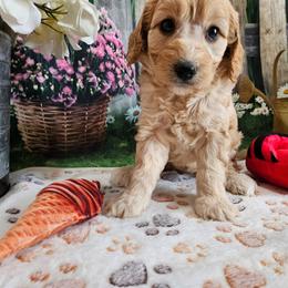 Esther - Apricot female Cavapoo puppy in Lebanon, Missouri from Leerose Puppies