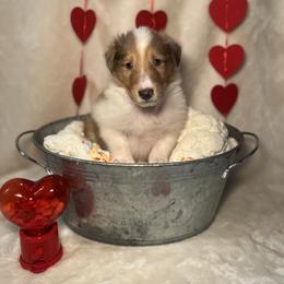 Hopper - Sable merle and white male Collie puppy in Chilhowie, Virginia from Jolly Collies