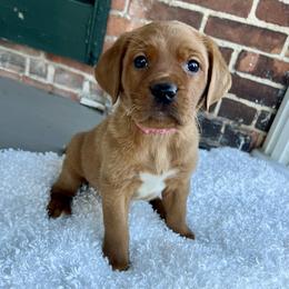 Labrador Retriever Puppies from Olmstead Labradors