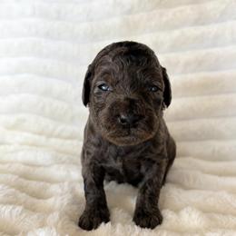 Brave - Blue merle male Aussiedoodle puppy in Calimesa, California from Teakwoodpoodleofsocal