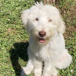 Rosie - Cream Labradoodle puppy in Naples, Florida from Devoted Labradoodles