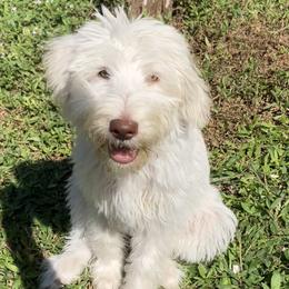 Rosie - Cream Labradoodle puppy in Naples, Florida from Devoted Labradoodles