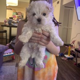 Maltese Puppies from Alisa’s Maltese