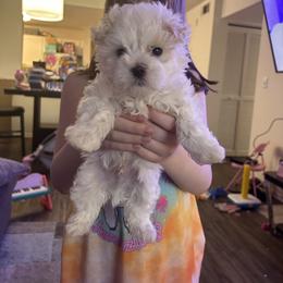 Maltese Puppies from Alisa’s Maltese