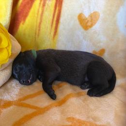 Green - Red sable male Belgian Malinois puppy in Highland City, Florida from VonSal Kennels