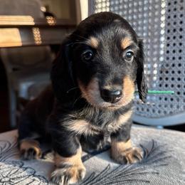 Shaggy - Black and cream male Dachshund puppy in Summertown, Tennessee from The Dapper Dachshund