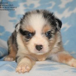 Raziah - Blue merle male Miniature Australian Shepherd puppy in Patterson, North Carolina from DreamLine Aussies