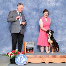 Alex - Greater Swiss Mountain Dog