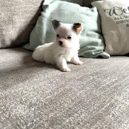 Sophia - Parti female Yorkshire Terrier puppy in Nesbit, Mississippi from Bluff City Yorkies