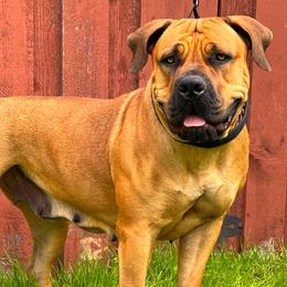 Boerboels from Bushido Boerboels