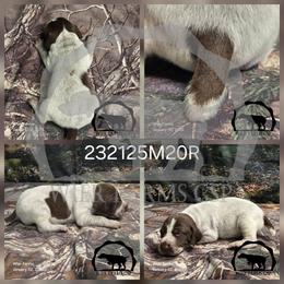 Boy 232125M20R - Liver and white male German Shorthaired Pointer puppy in Moyie Springs, Idaho from Wier Farms GSP