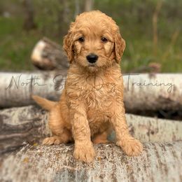 RICHARD - Red  Goldendoodle puppy in Lancaster, Minnesota from North Star Dog Training