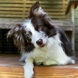 Border Collies from Buck Branch Border Collies