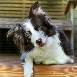 Border Collies from Buck Branch Border Collies