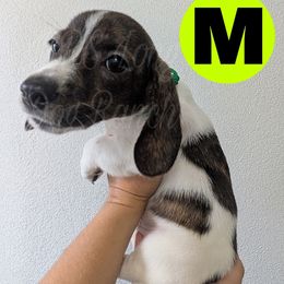 2 Peppy La Pew - Piebald male Dachshund puppy in Central Point, Oregon from MRS Long Dog Ranch