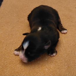 Merida - Black tri female Miniature American Shepherd puppy in San Benito, Texas from Vaquera's Miniature American Shepherds