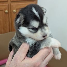 Pomsky Puppies from waxhaw pomskys