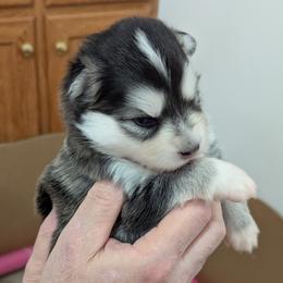 Pomsky Puppies from waxhaw pomskys