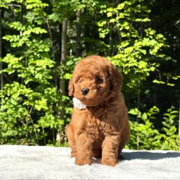 White Bow OFA - Red female Cavapoo puppy in Evart, Michigan from Northern’s Cute Cuddly Cava Poos